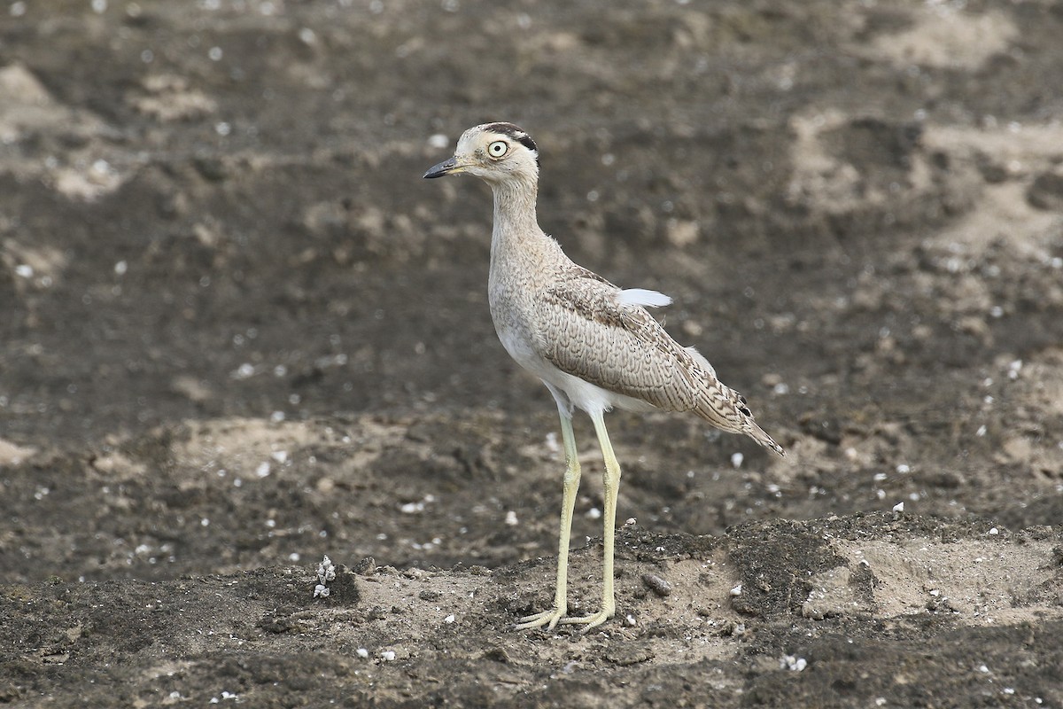 Peruvian Thick-knee - Fabrice Schmitt