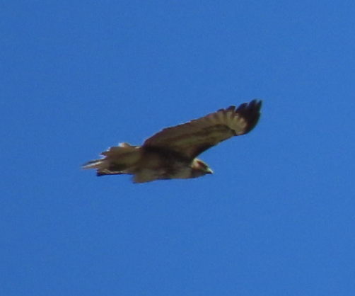 Red-tailed Hawk - ML549845401