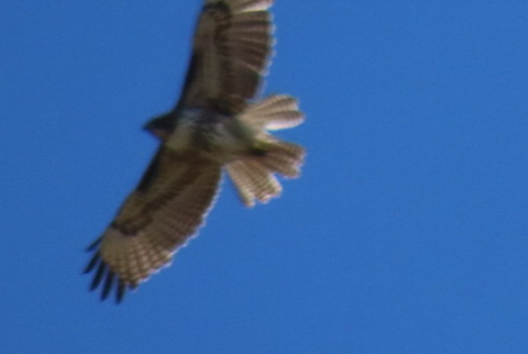 Red-tailed Hawk - ML549845561