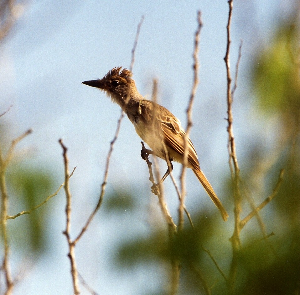 Brown-crested Flycatcher - ML549845571
