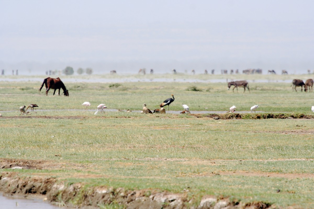 Black Crowned-Crane - ML54984661