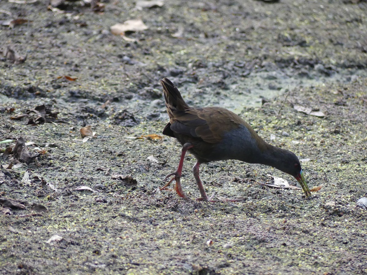 Plumbeous Rail - ML549847411