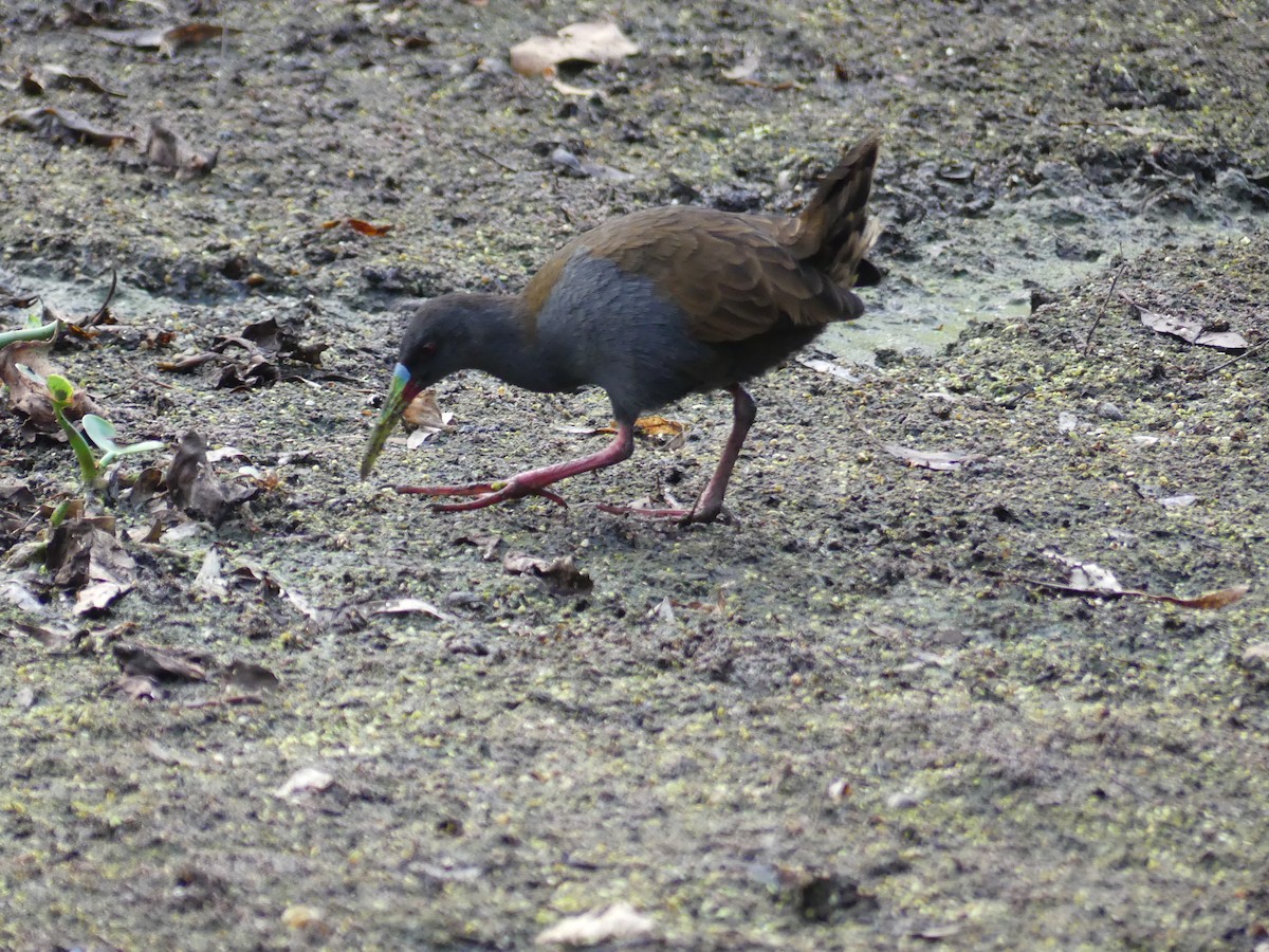 Plumbeous Rail - Fernando Vilariño