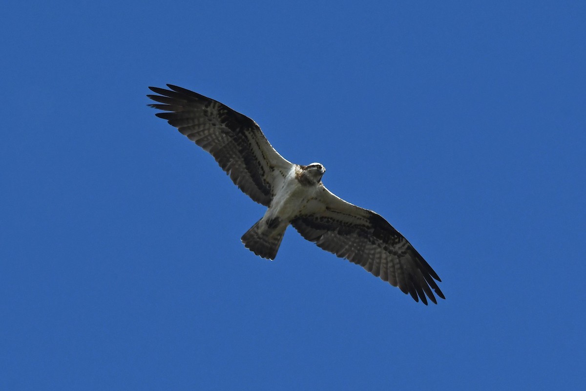 Osprey - ML549847801