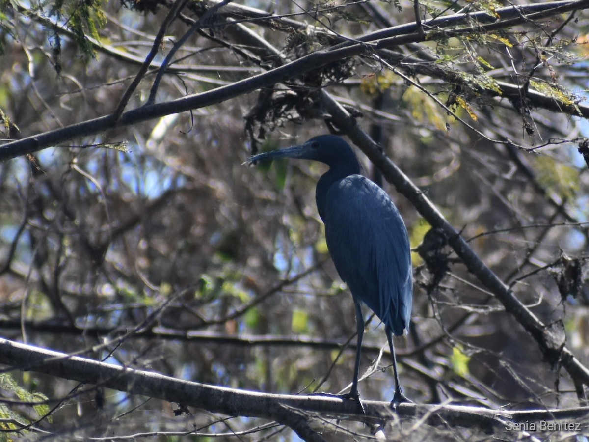 Little Blue Heron - Senia Benitez