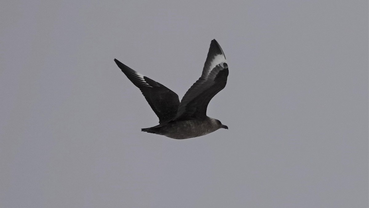 Brown Skua - Jana Lagan