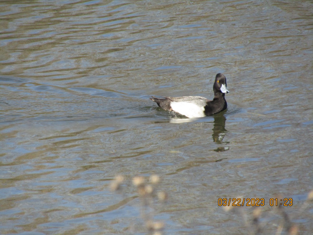 Lesser Scaup - ML549848041