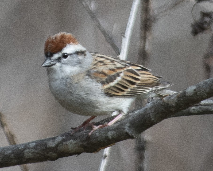 Chipping Sparrow - ML549848111