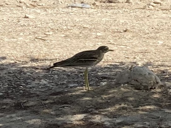 Eurasian Thick-knee - Alex Viechec