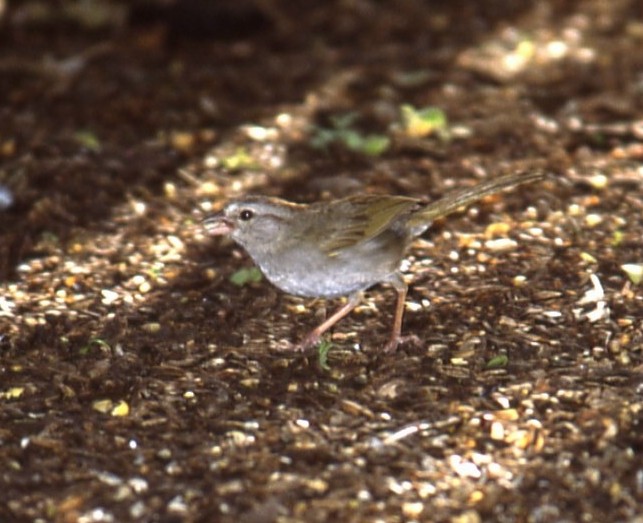 Olive Sparrow - Elizabeth Hawkins