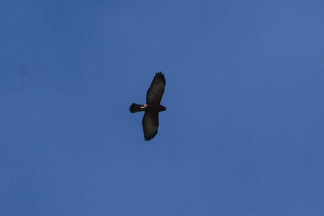 Black-mantled Goshawk - ML549850121