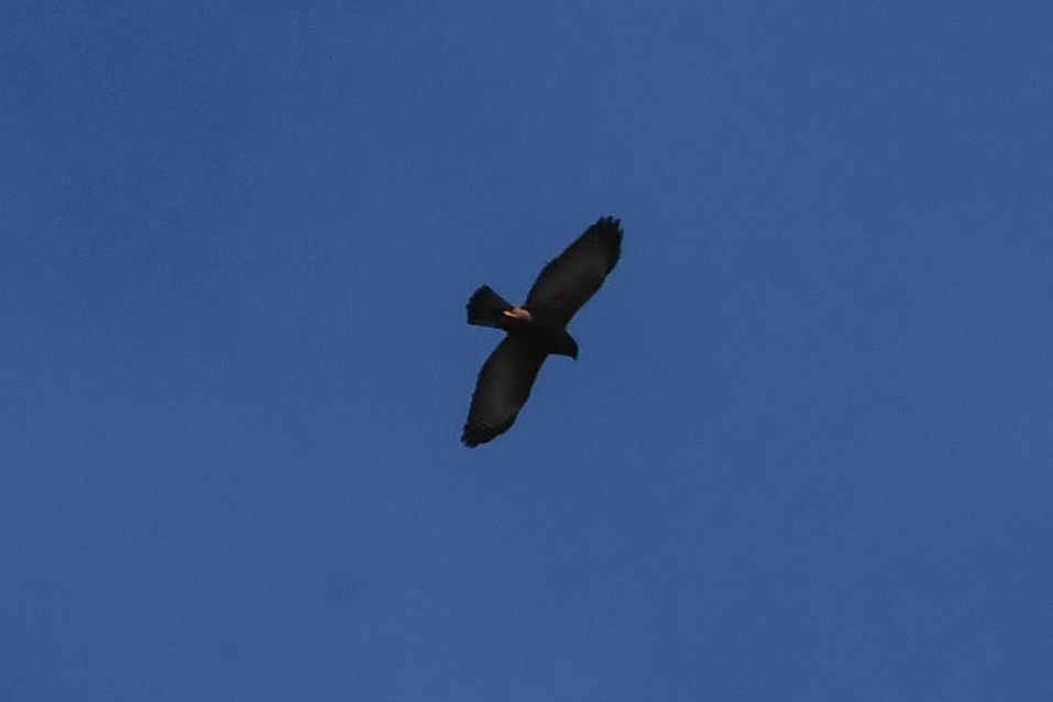 Black-mantled Goshawk - Alison Bentley