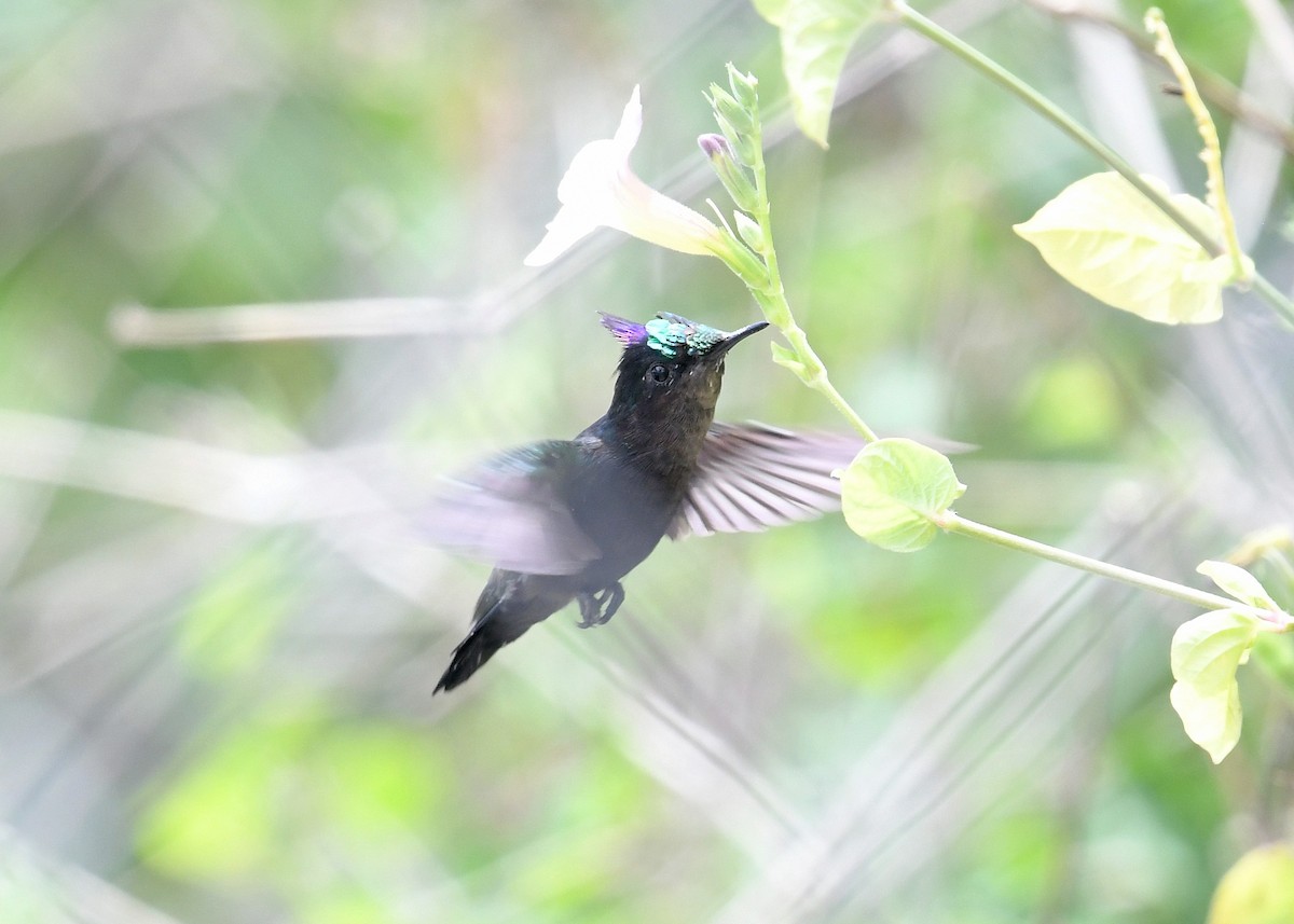 Antillean Crested Hummingbird - ML549850441