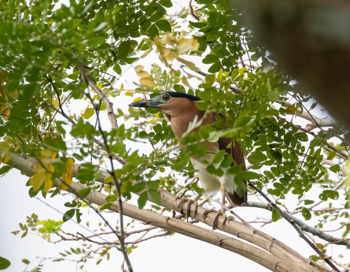 Nankeen Night Heron - ML549851511