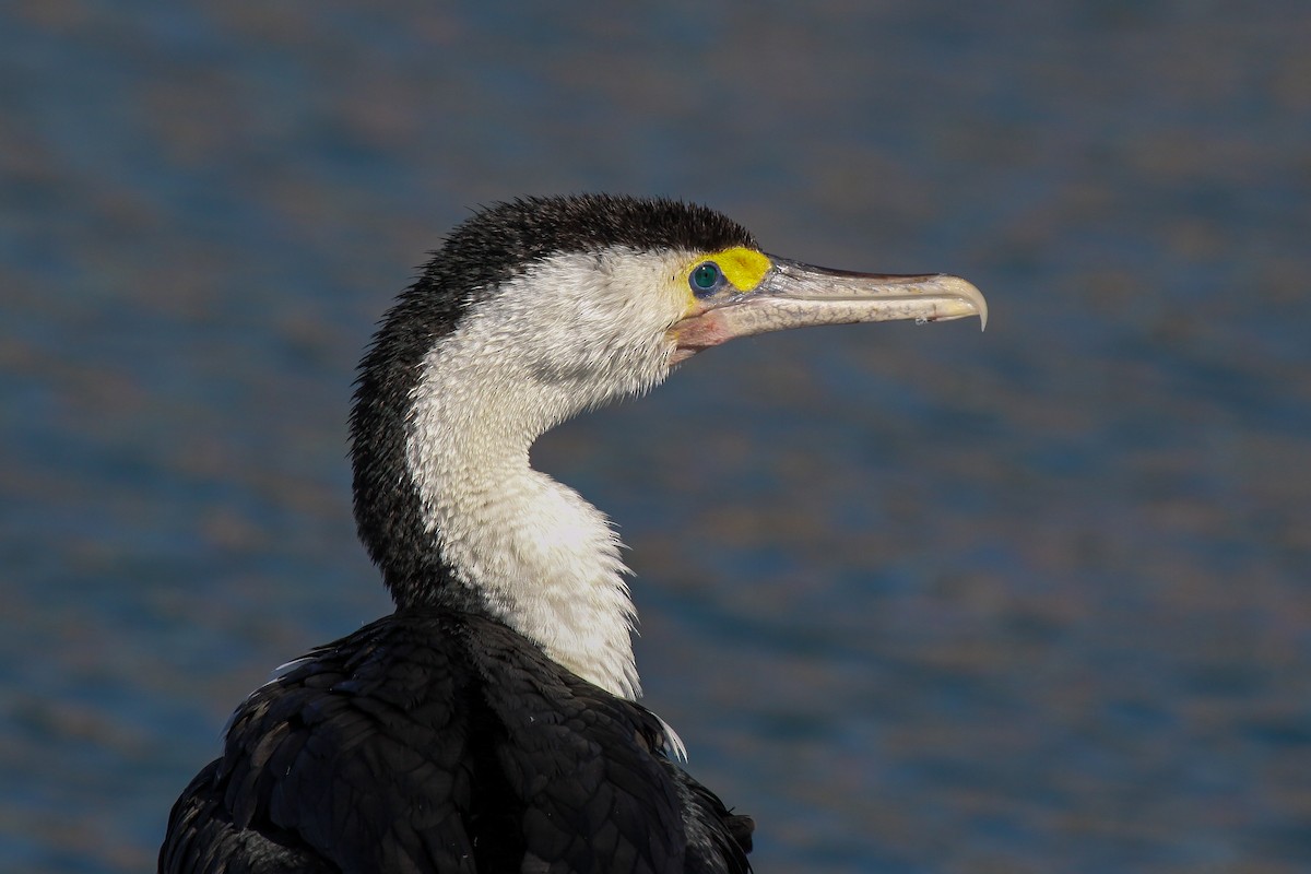 Pied Cormorant - ML549855851