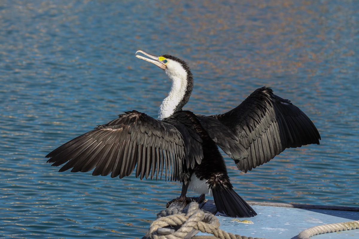 Pied Cormorant - ML549855861