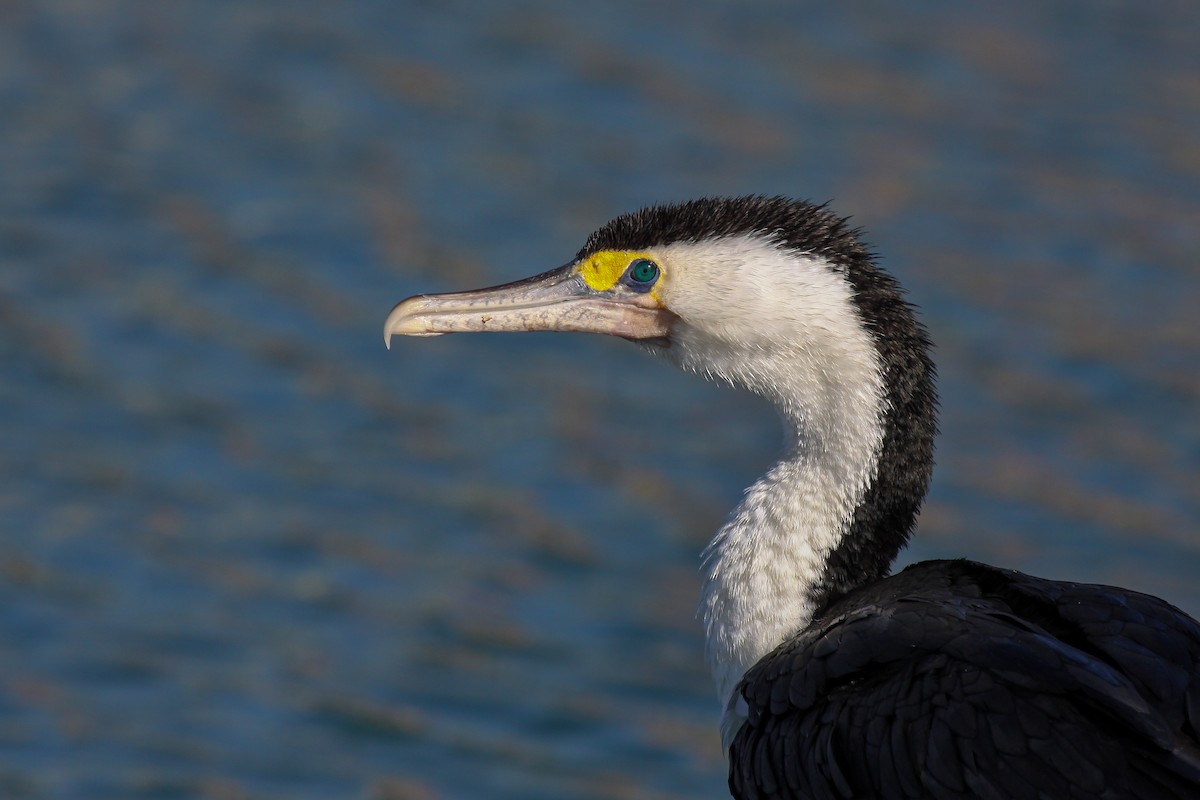 Pied Cormorant - ML549855871