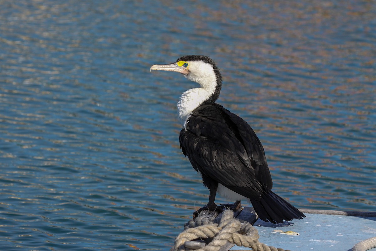 Pied Cormorant - ML549855881