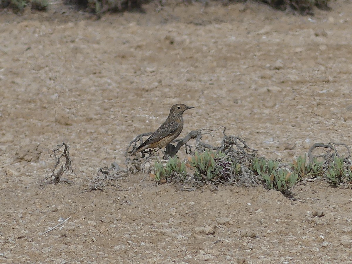 Rufous-tailed Rock-Thrush - ML549856851