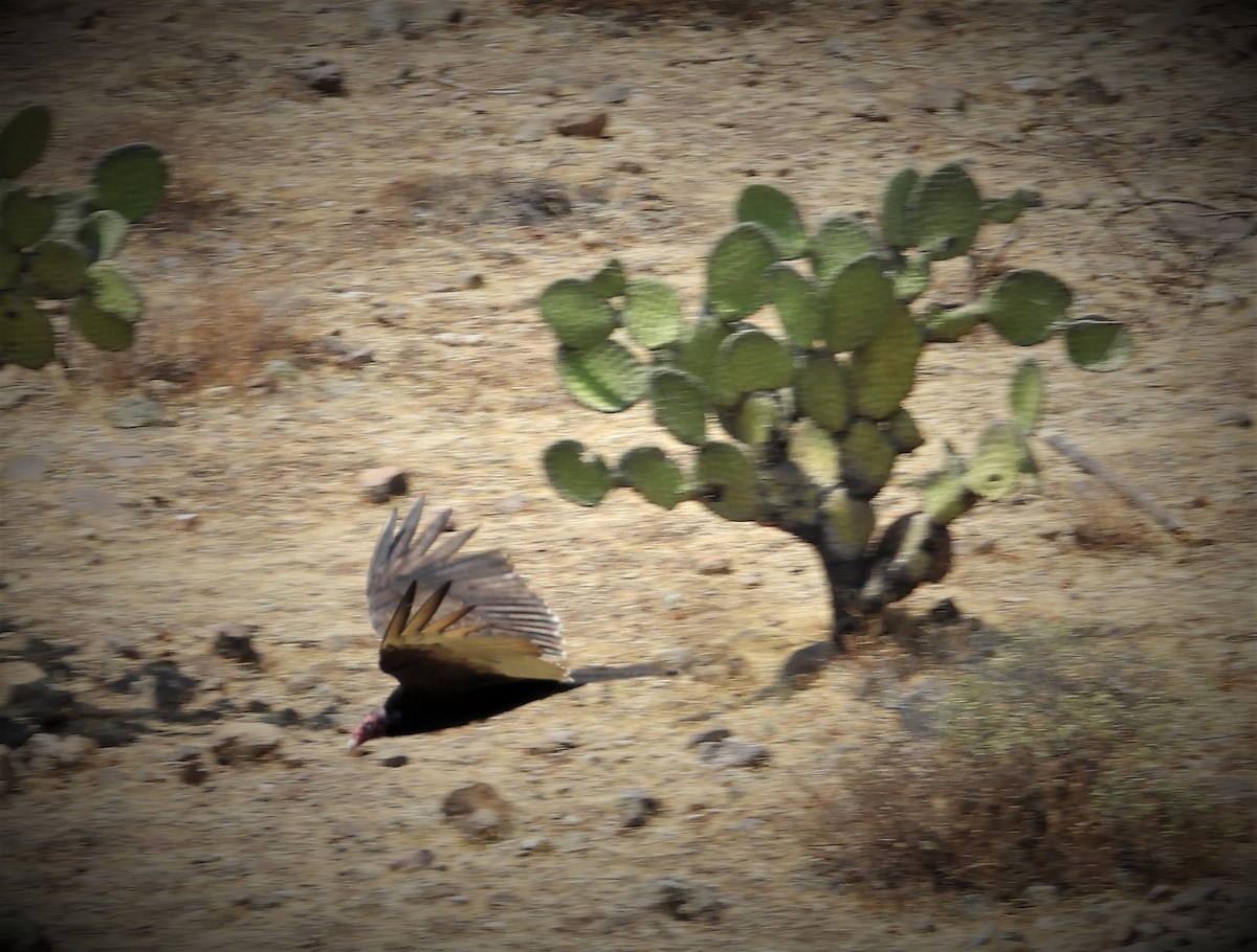 Turkey Vulture - ML549857271