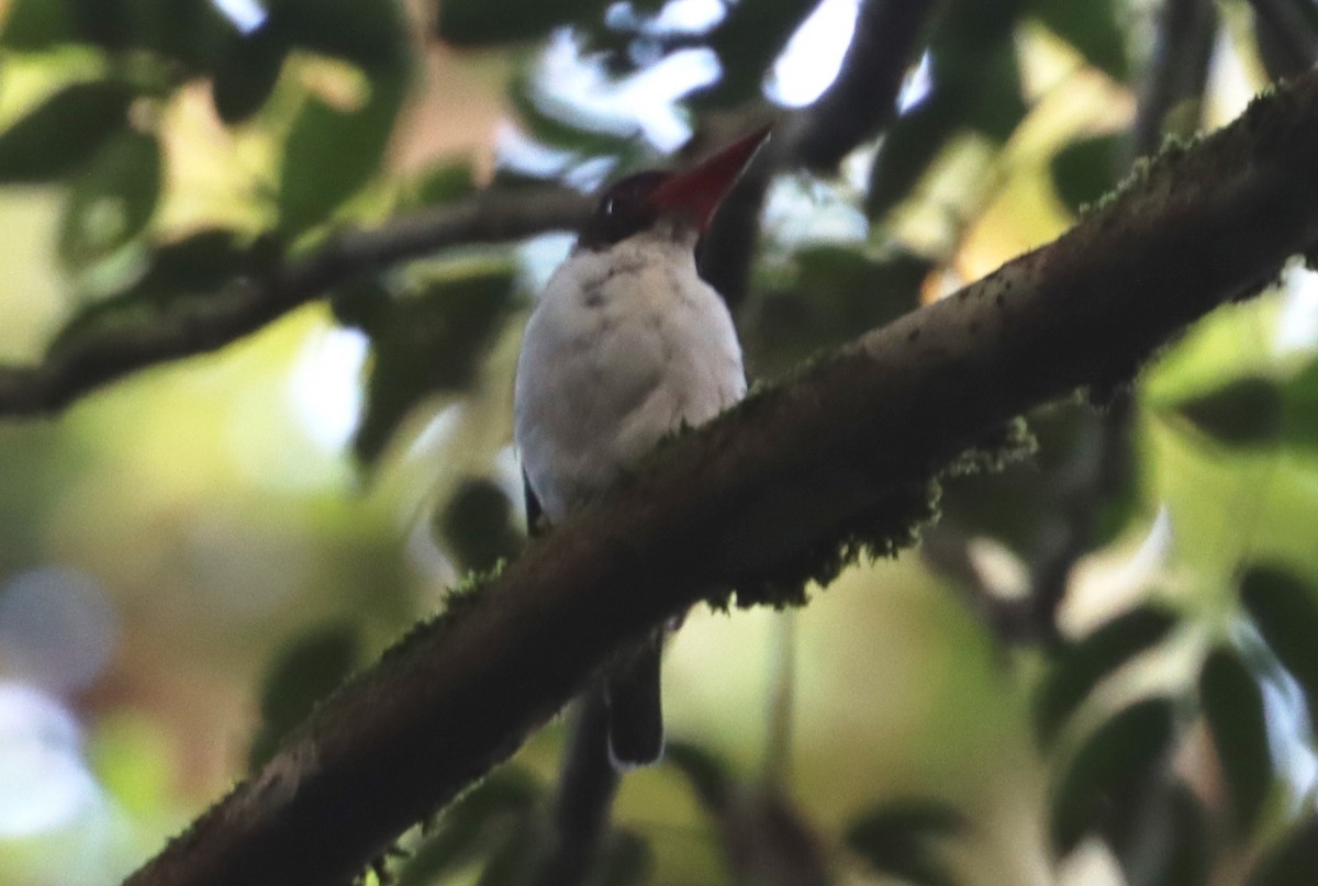 Chocolate-backed Kingfisher - ML549857331