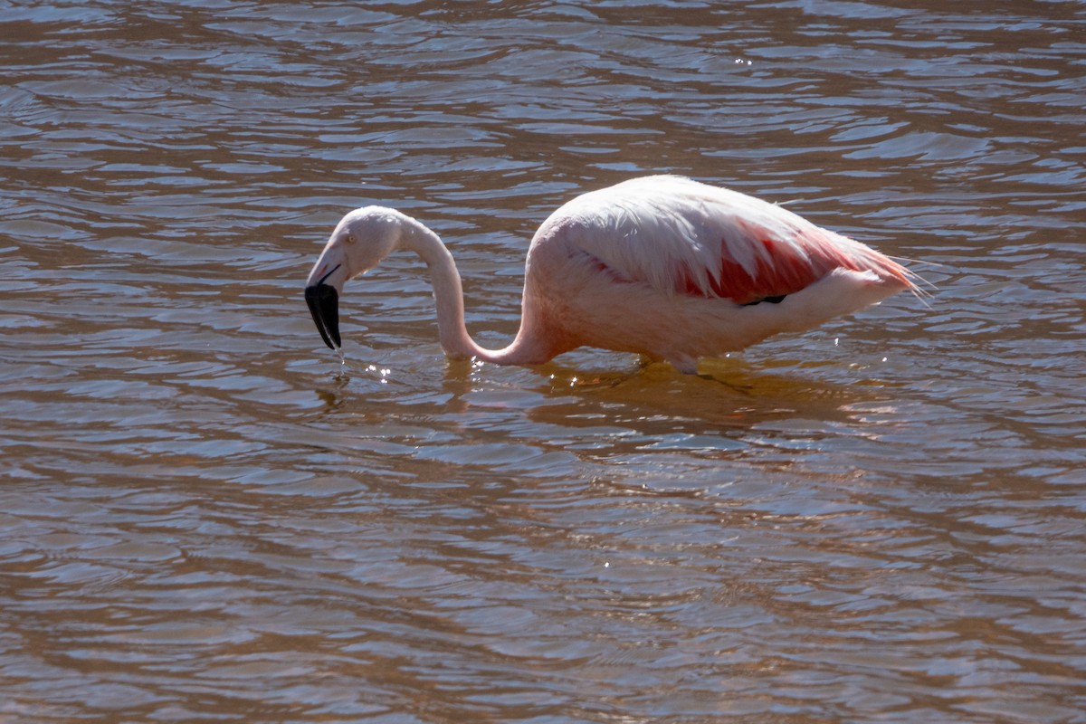 Chilean Flamingo - ML549858031