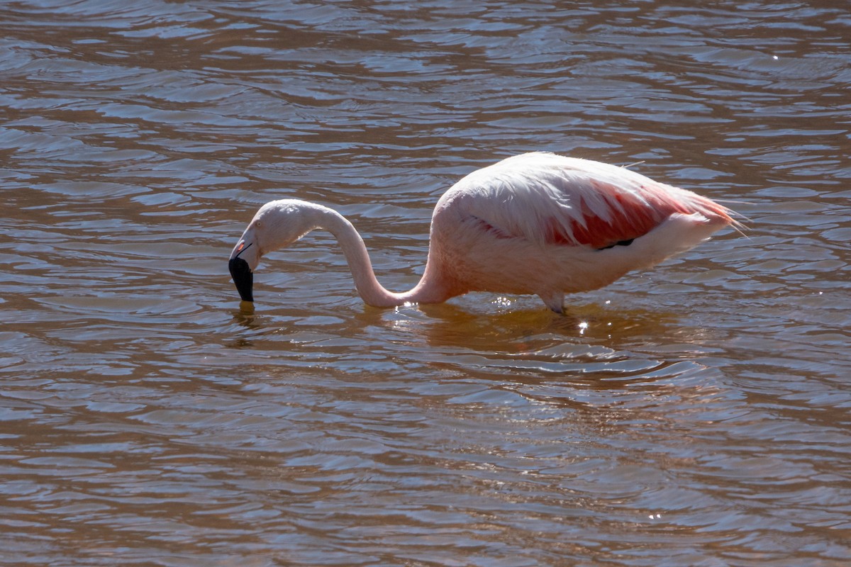 Chilean Flamingo - ML549858041