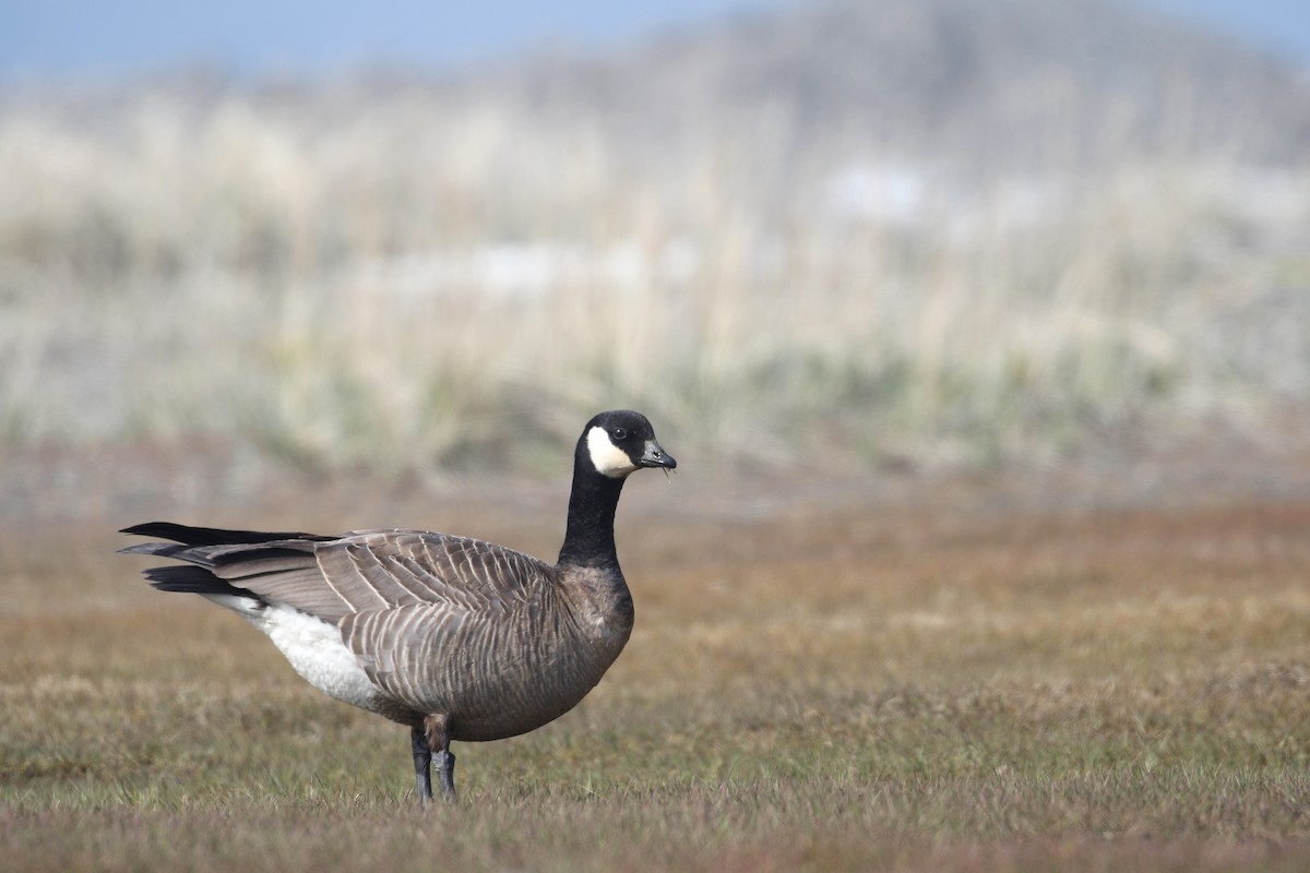 Cackling Goose - ML54985841