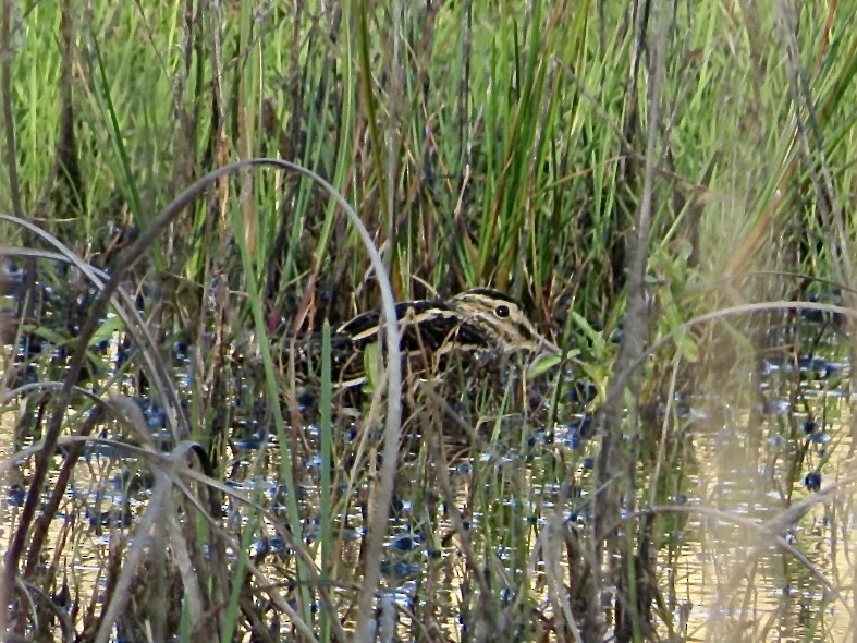 Jack Snipe - ML549859581