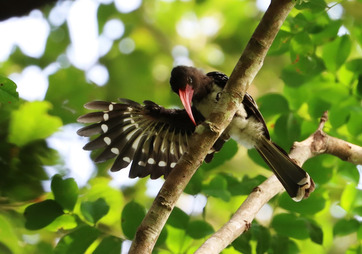 Red-billed Dwarf Hornbill - ML549859651