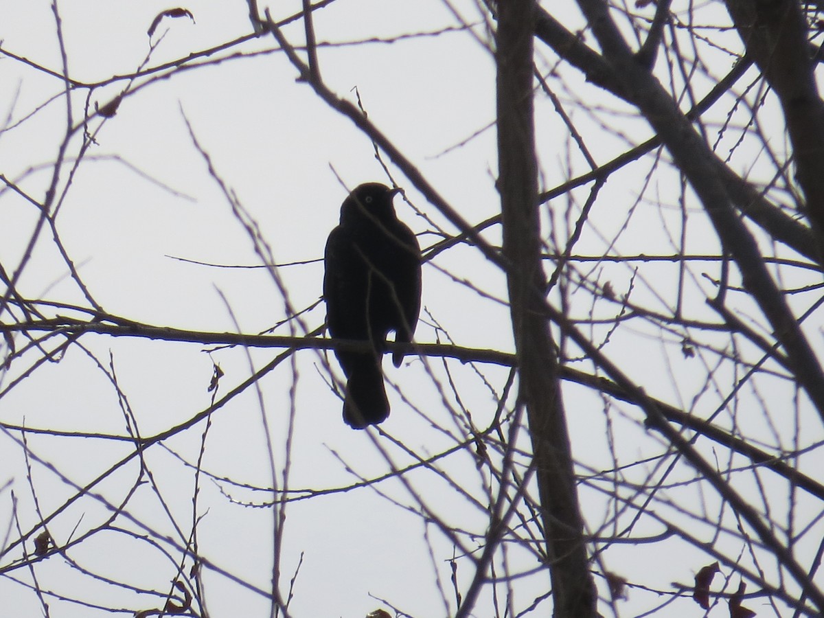 Rusty Blackbird - ML549859761