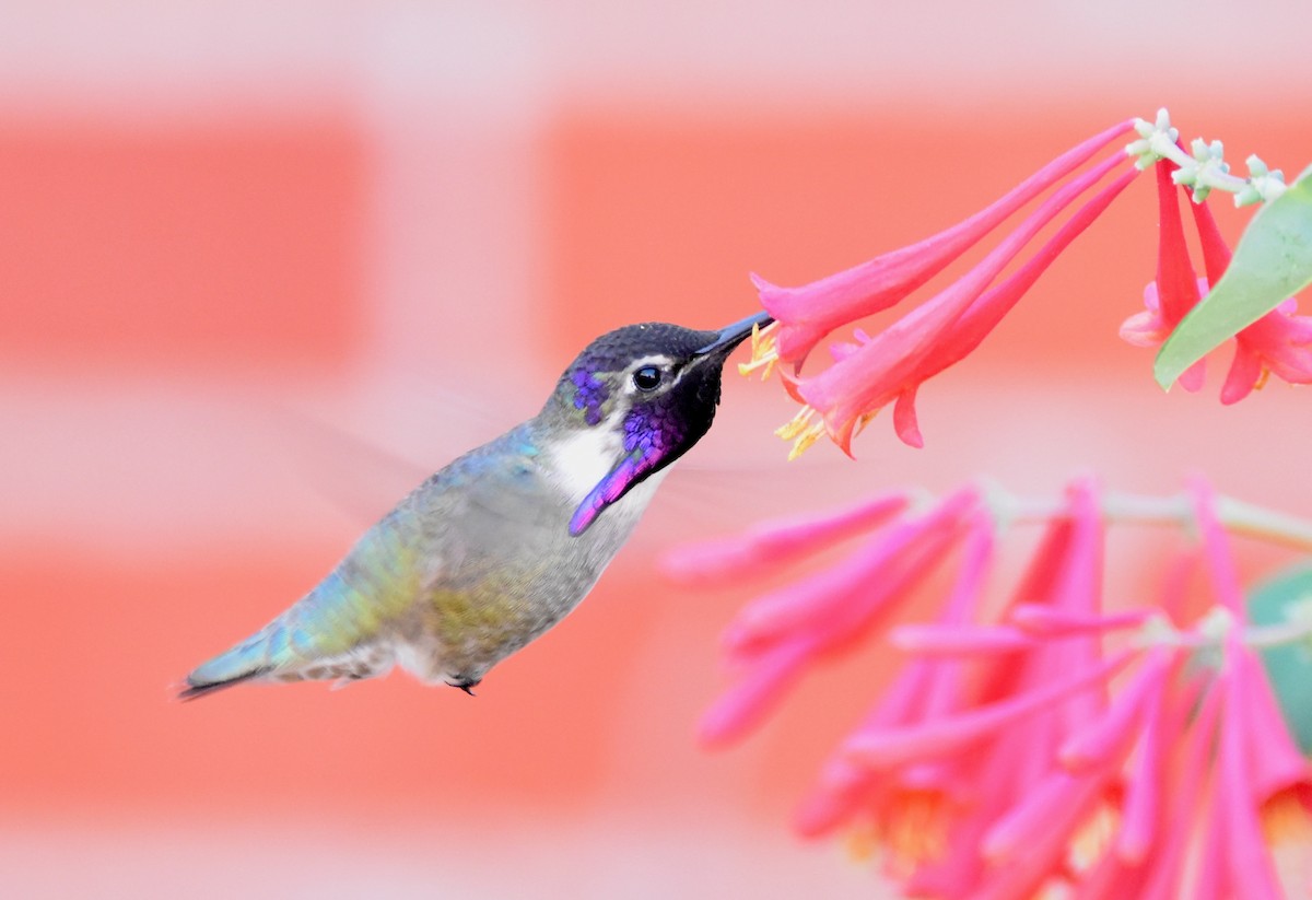 Costa's Hummingbird - ML549859861