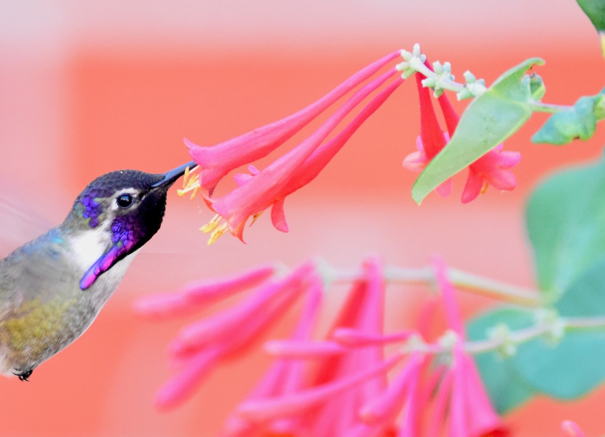 Costa's Hummingbird - ML549859881