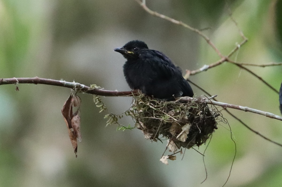 Işıltılı Drongo - ML549859971