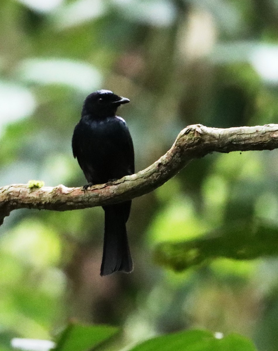 Işıltılı Drongo - ML549859991