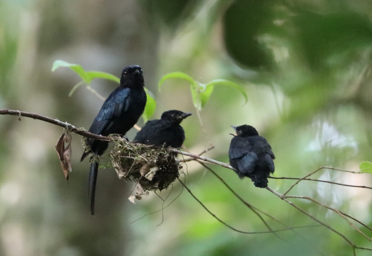 Drongo de forêt - ML549860001