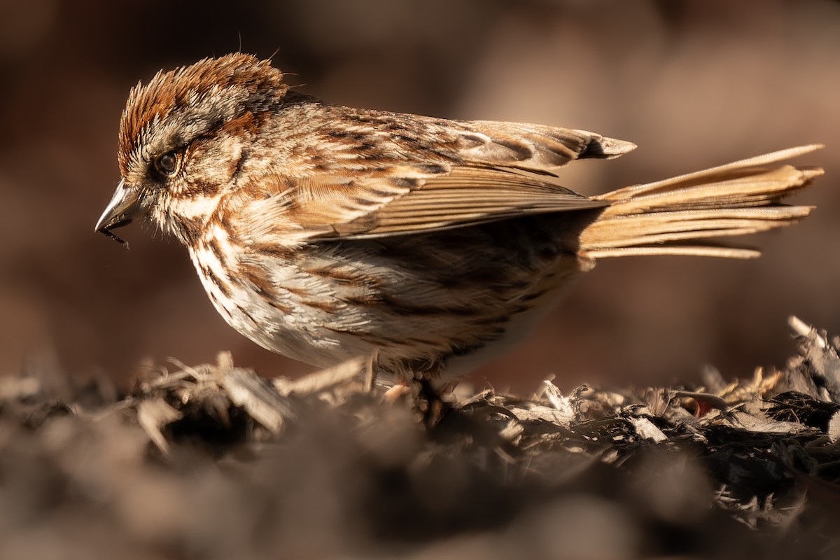Song Sparrow - Grant Price