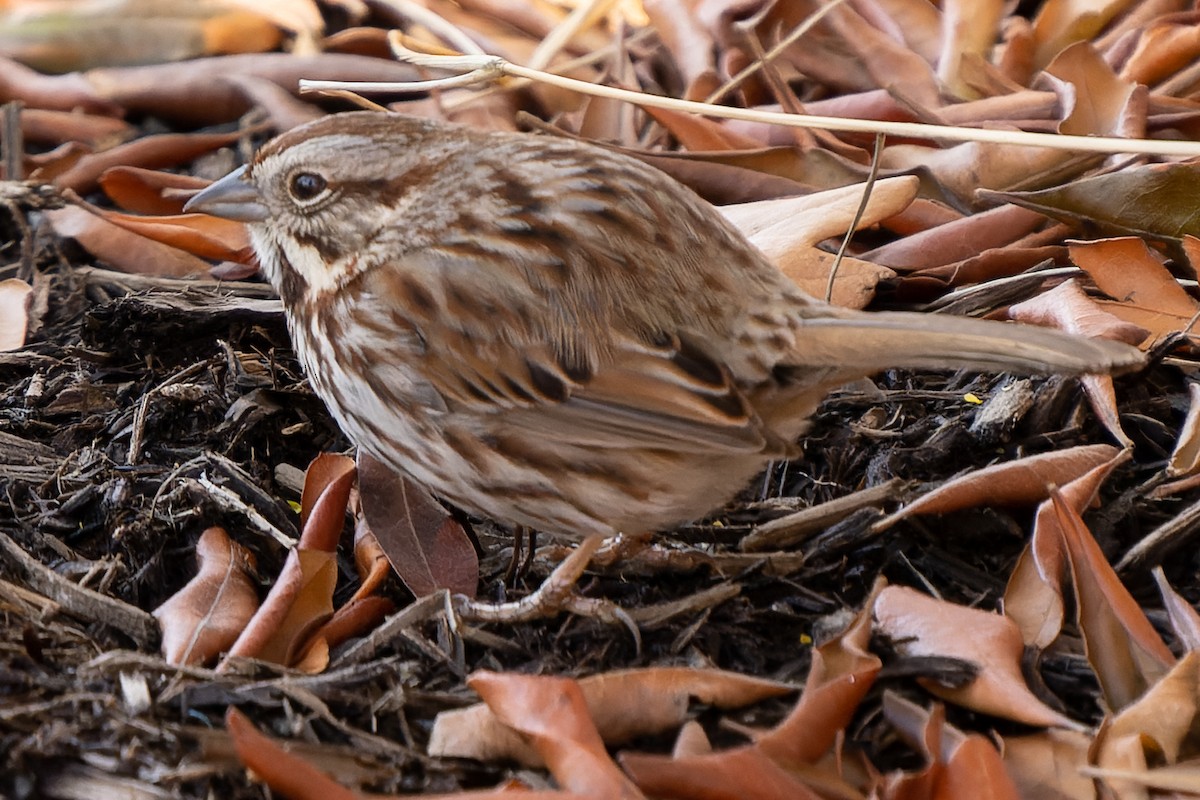 Song Sparrow - ML549860111