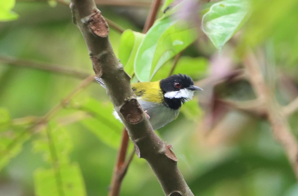 Black-capped Apalis - Marc Languy