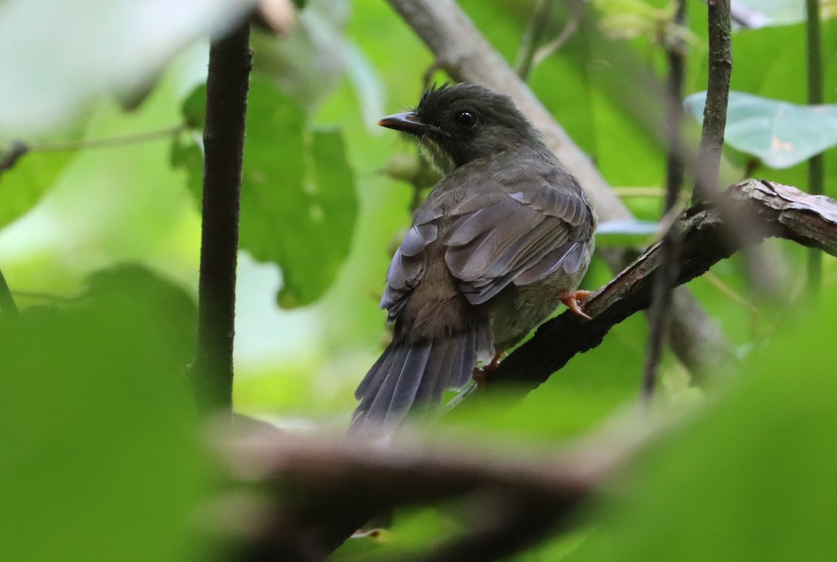 Bulbul à moustaches jaunes - ML549860751