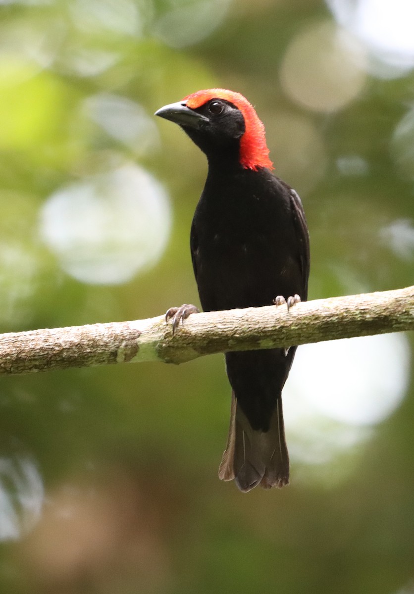 Malimbe à tête rouge - ML549861011