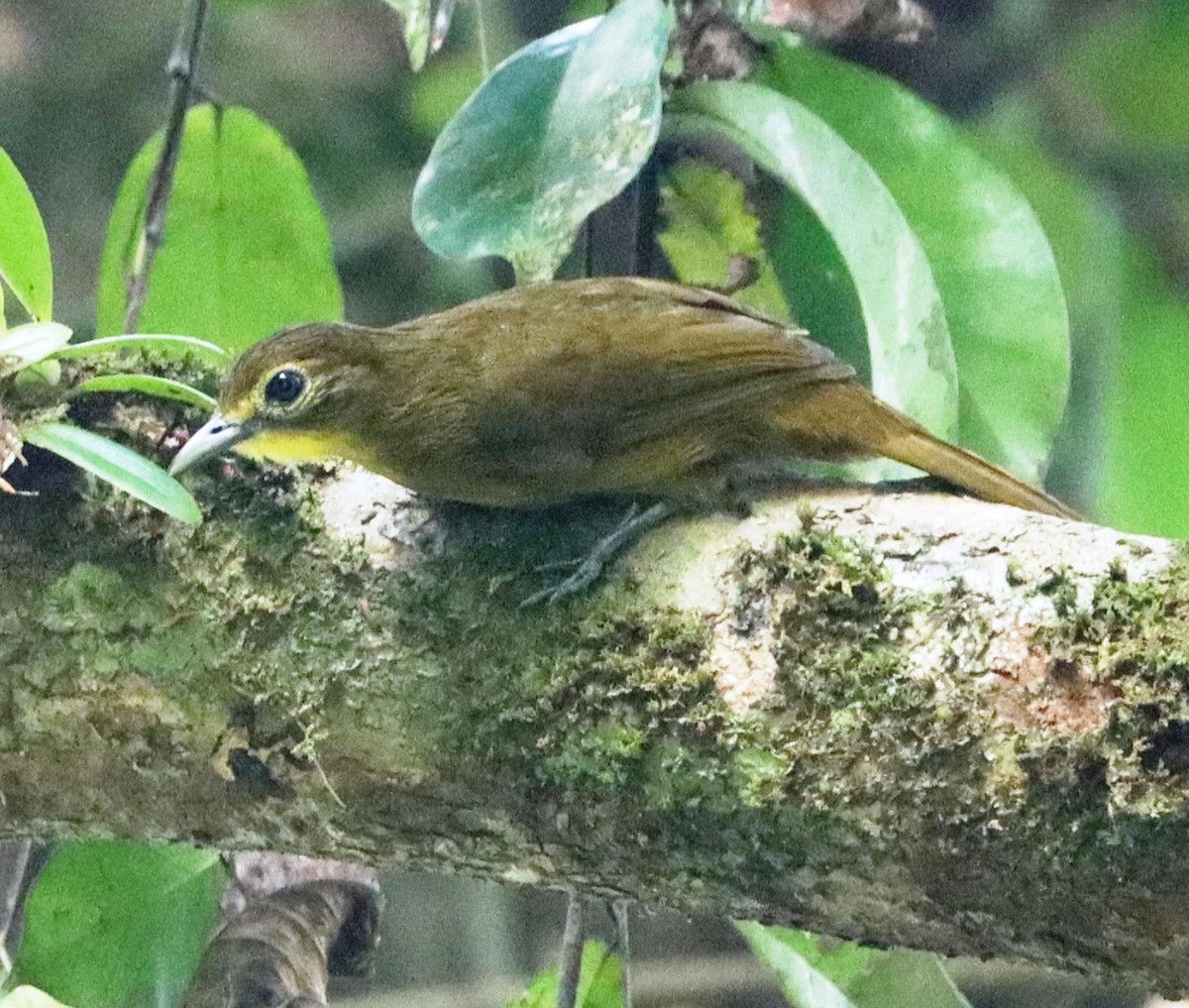 Yellow-bearded Greenbul - ML549861481