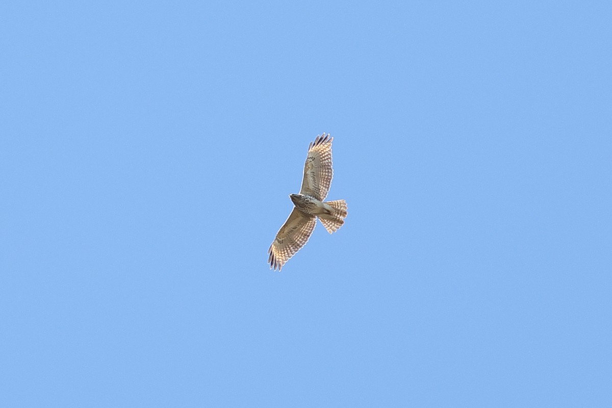 Red-shouldered Hawk - ML549861591