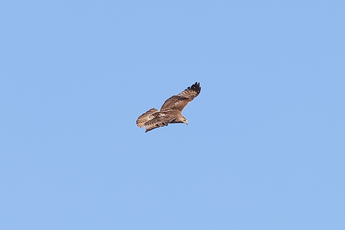 Red-tailed Hawk - ML549861721