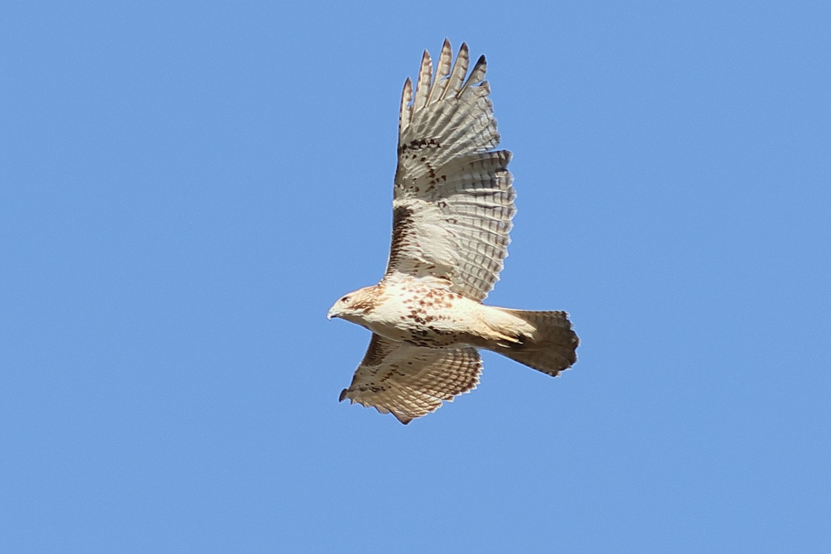 Red-tailed Hawk - John Mercer