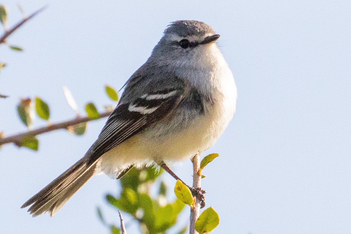 White-crested Tyrannulet (White-bellied) - ML549862281