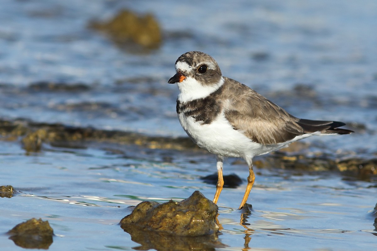 Semipalmated Plover - Vince Capp