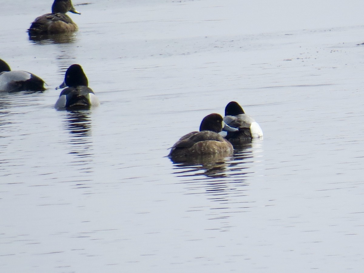 Greater Scaup - ML549862911