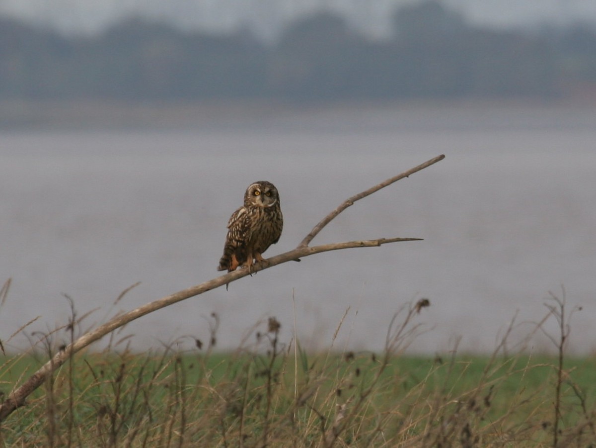 Short-eared Owl - Paul Bowerman