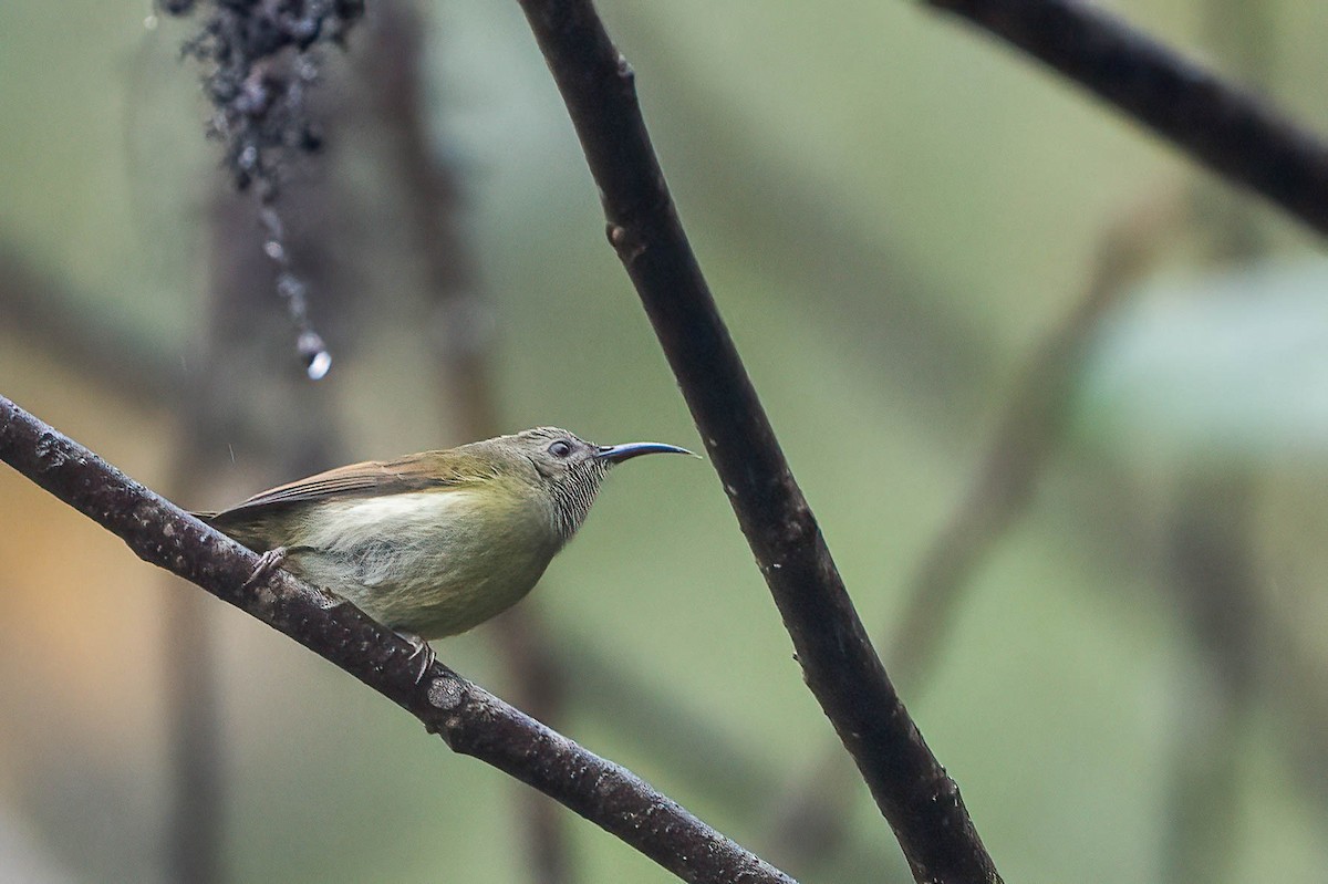 Fork-tailed Sunbird - Gustino Lanese
